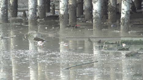 Wasservögel-Suchen-Nahrung-In-Der-Nähe-Des-Küstenschlamms